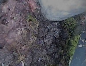 gutter cleaning up close