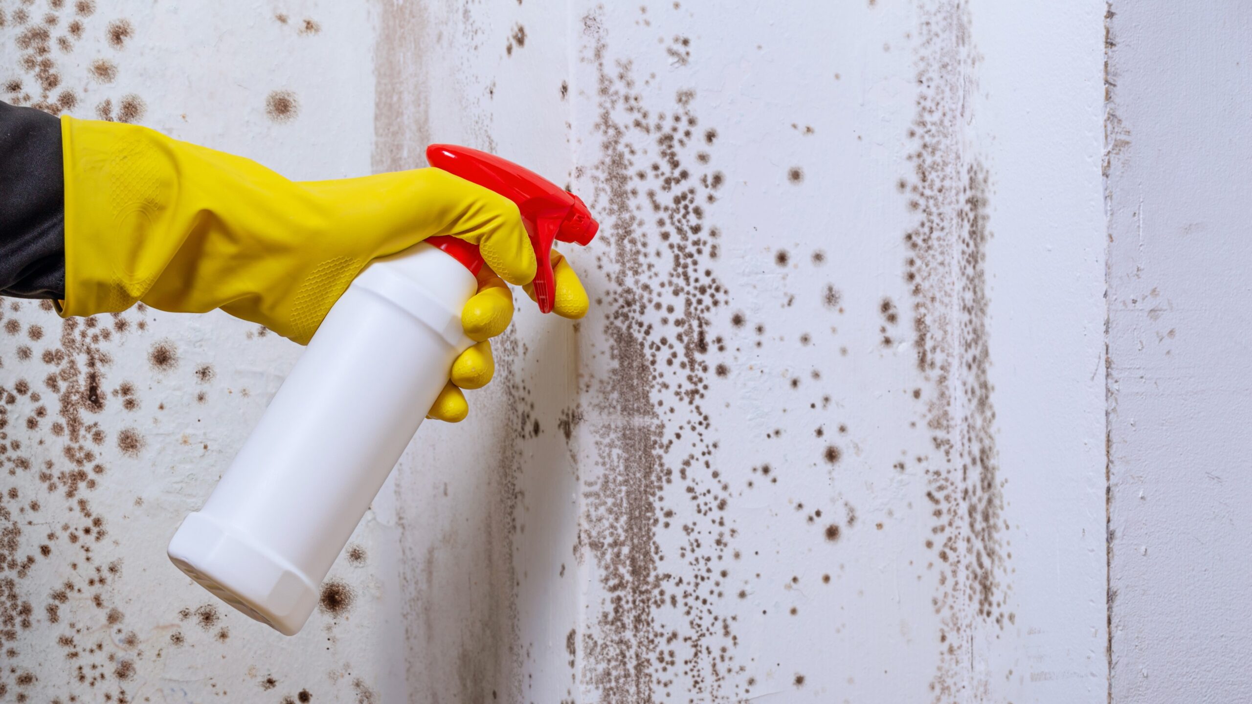 Mould Cleaning